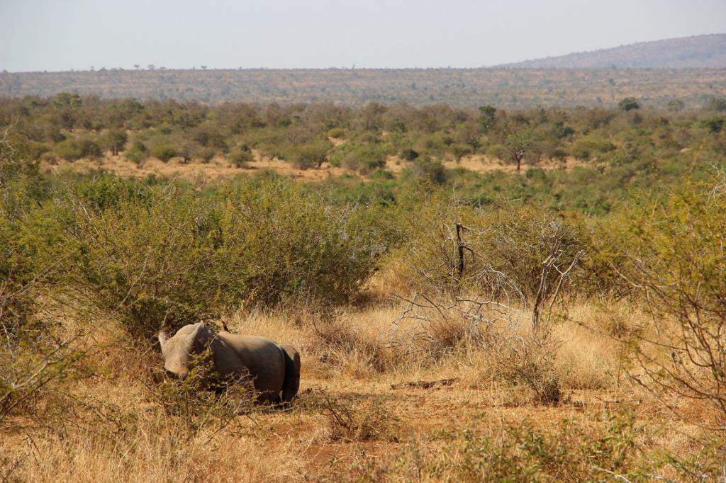 ai909.photobucket.com_albums_ac300_ploferreira_Kruger_202014_Kruger_Junho_201439.jpg
