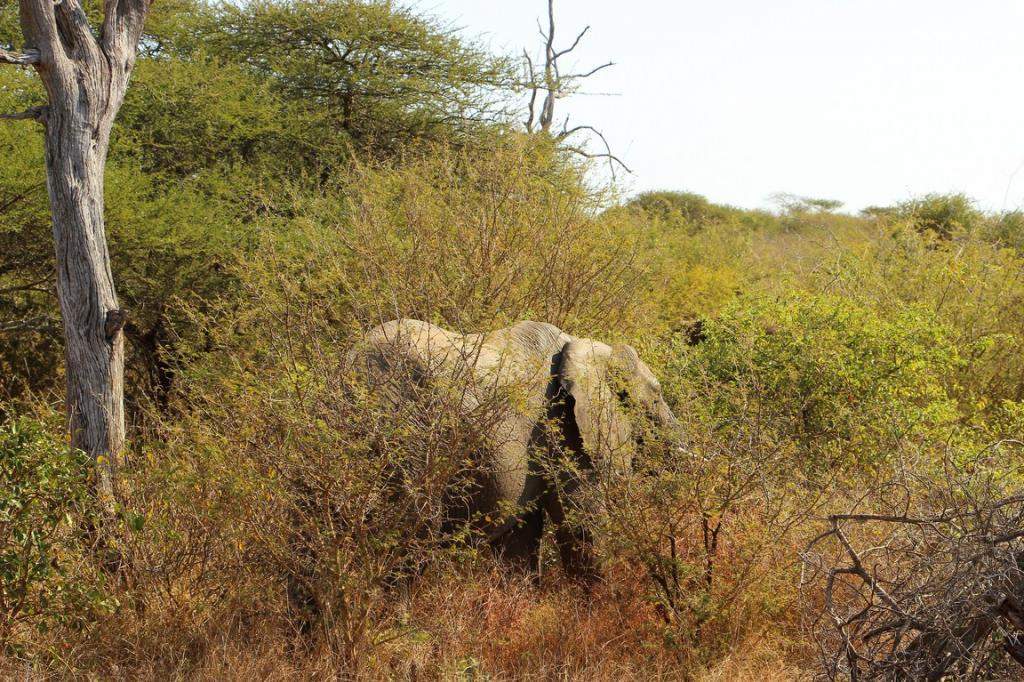 ai909.photobucket.com_albums_ac300_ploferreira_Kruger_202014_Kruger_Junho_201440.jpg