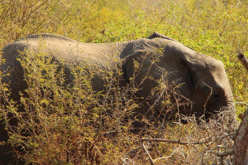 ai909.photobucket.com_albums_ac300_ploferreira_Kruger_202014_Kruger_Junho_201441.jpg