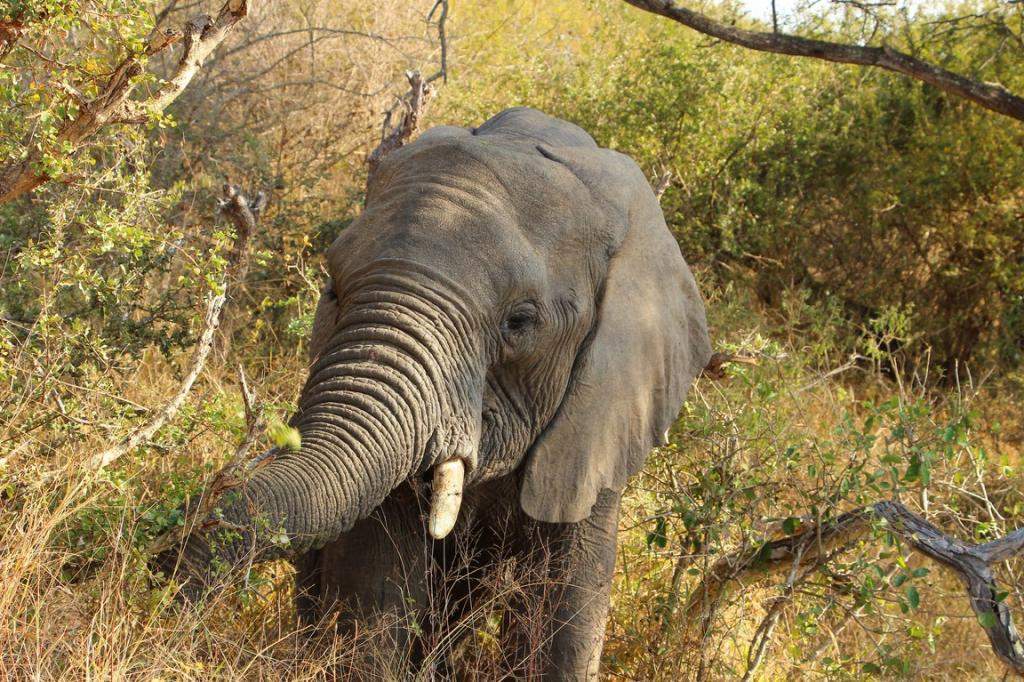 ai909.photobucket.com_albums_ac300_ploferreira_Kruger_202014_Kruger_Junho_201443.jpg
