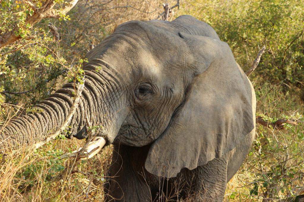ai909.photobucket.com_albums_ac300_ploferreira_Kruger_202014_Kruger_Junho_201444.jpg