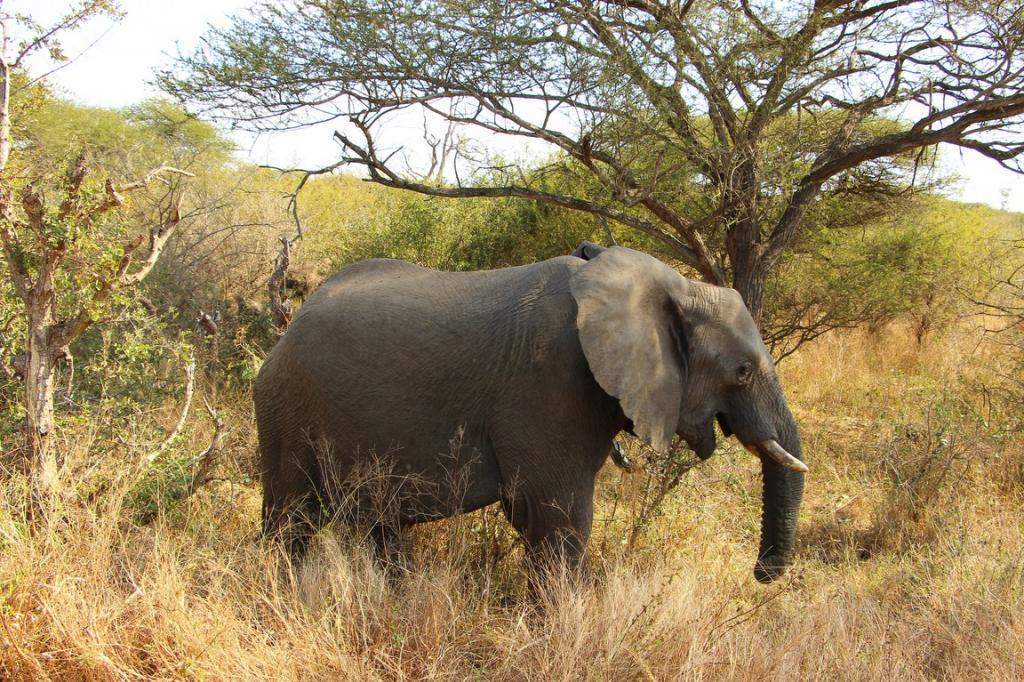 ai909.photobucket.com_albums_ac300_ploferreira_Kruger_202014_Kruger_Junho_201445.jpg