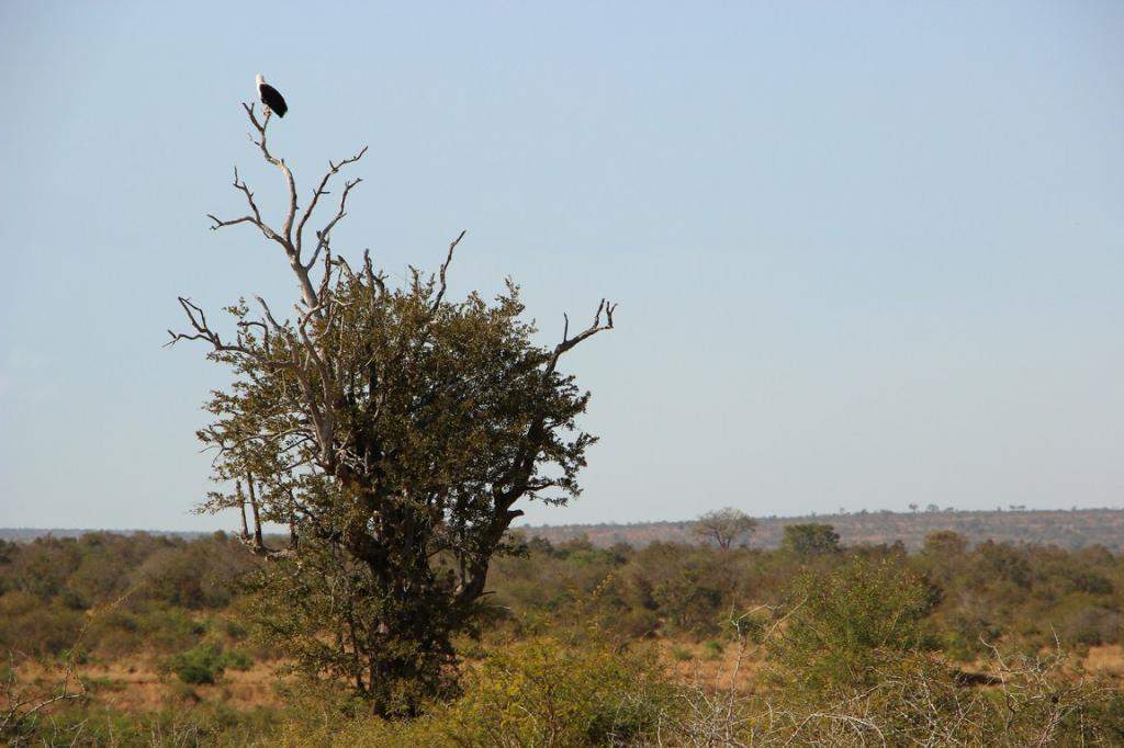 ai909.photobucket.com_albums_ac300_ploferreira_Kruger_202014_Kruger_Junho_201447.jpg