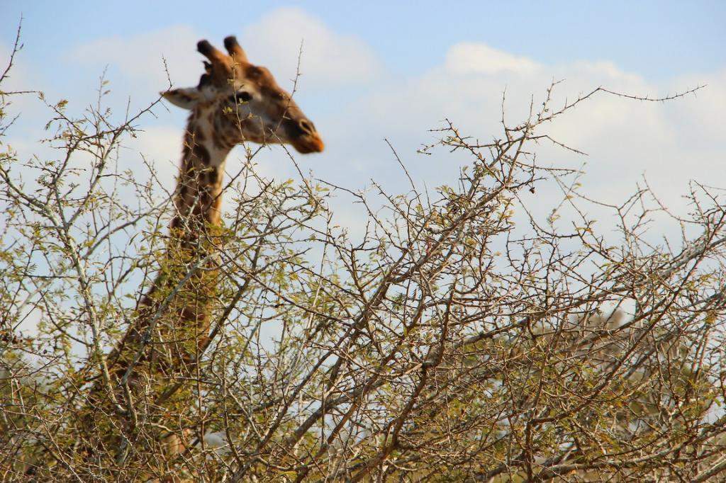 ai909.photobucket.com_albums_ac300_ploferreira_Kruger_202014_Kruger_Junho_201449.jpg