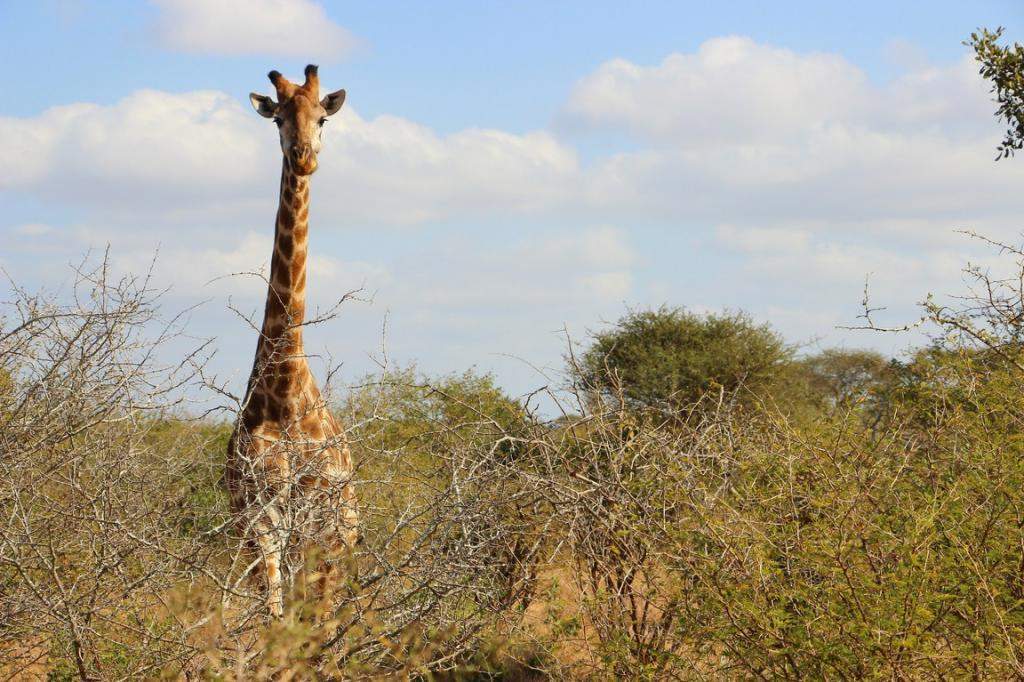 ai909.photobucket.com_albums_ac300_ploferreira_Kruger_202014_Kruger_Junho_201453.jpg