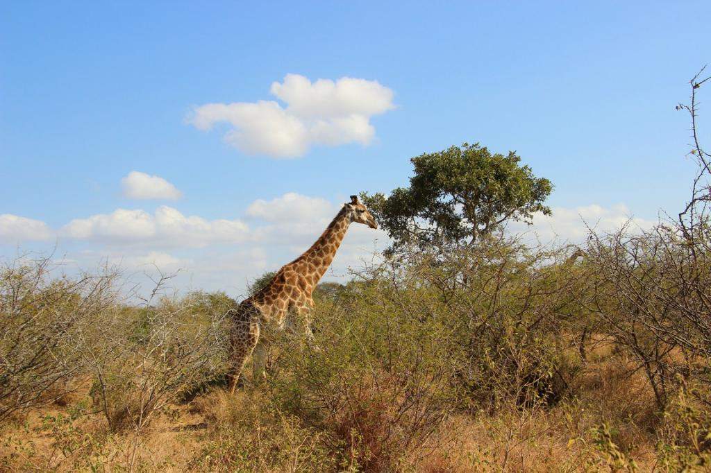 ai909.photobucket.com_albums_ac300_ploferreira_Kruger_202014_Kruger_Junho_201454.jpg