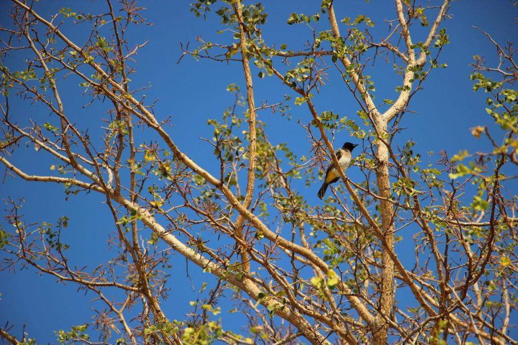 ai909.photobucket.com_albums_ac300_ploferreira_Kruger_202014_Kruger_Junho_201465.jpg