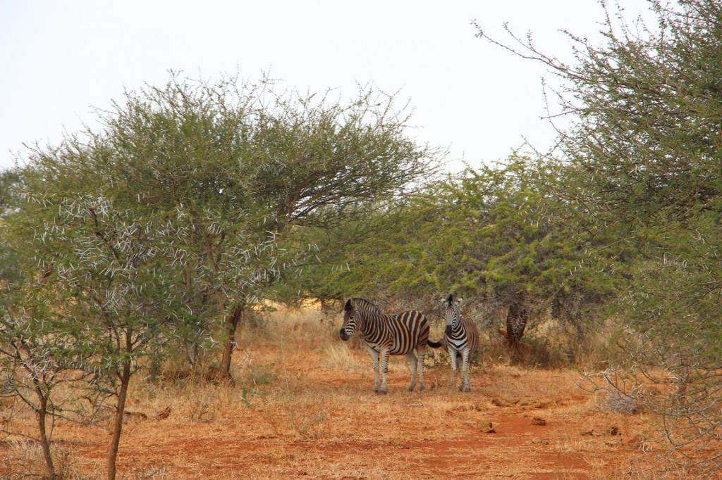 ai909.photobucket.com_albums_ac300_ploferreira_Kruger_202014_Kruger_Junho_201467.jpg
