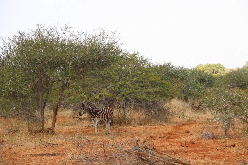 ai909.photobucket.com_albums_ac300_ploferreira_Kruger_202014_Kruger_Junho_201468.jpg