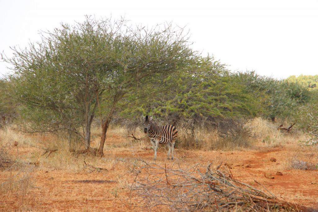 ai909.photobucket.com_albums_ac300_ploferreira_Kruger_202014_Kruger_Junho_201470.jpg