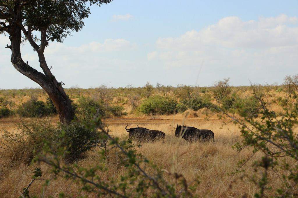ai909.photobucket.com_albums_ac300_ploferreira_Kruger_202014_Kruger_Junho_201471.jpg
