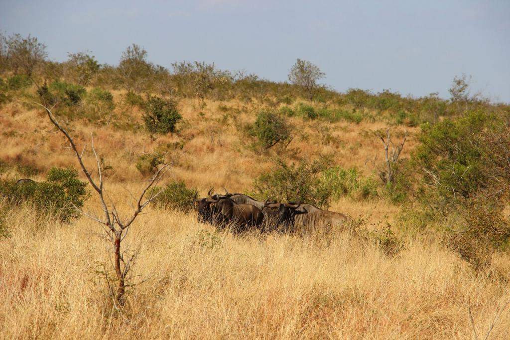 ai909.photobucket.com_albums_ac300_ploferreira_Kruger_202014_Kruger_Junho_201476.jpg