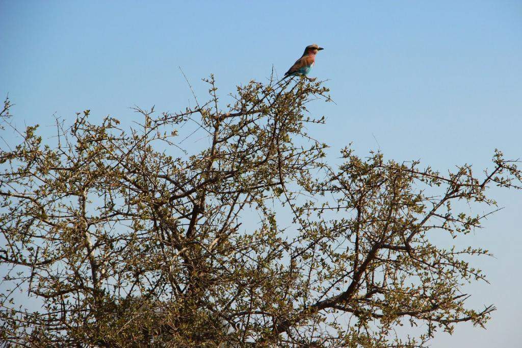 ai909.photobucket.com_albums_ac300_ploferreira_Kruger_202014_Kruger_Junho_201479.jpg