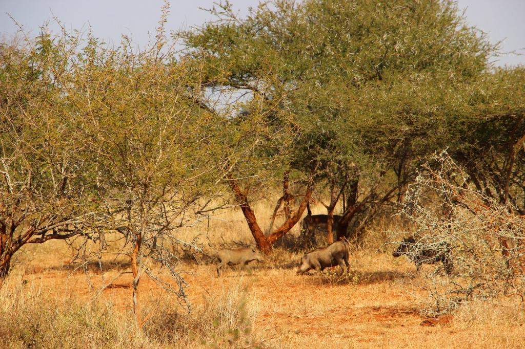 ai909.photobucket.com_albums_ac300_ploferreira_Kruger_202014_Kruger_Junho_201481.jpg