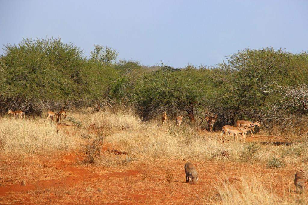 ai909.photobucket.com_albums_ac300_ploferreira_Kruger_202014_Kruger_Junho_201484.jpg