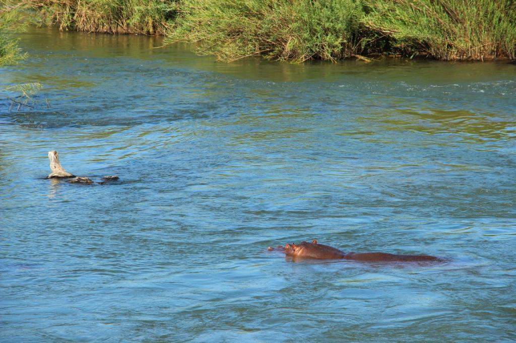 ai909.photobucket.com_albums_ac300_ploferreira_Kruger_202014_Kruger_Junho_201487.jpg