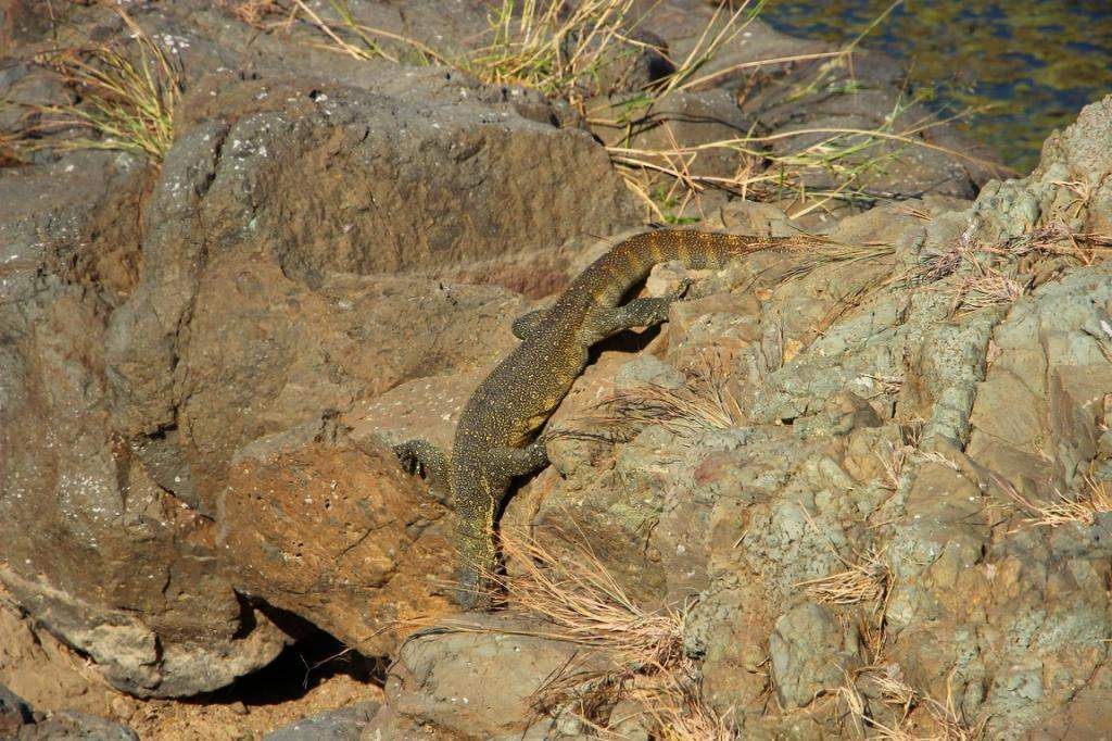 ai909.photobucket.com_albums_ac300_ploferreira_Kruger_202014_Kruger_Junho_201490.jpg