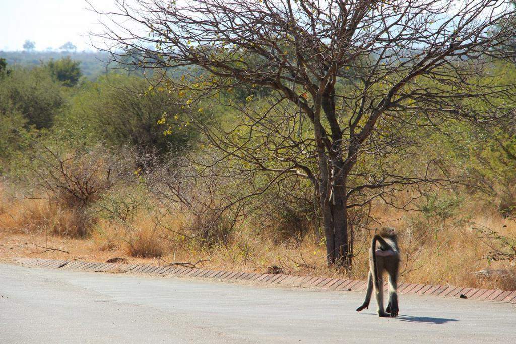 ai909.photobucket.com_albums_ac300_ploferreira_Kruger_202014_Kruger_Junho_201494.jpg