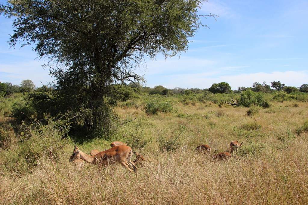 ai909.photobucket.com_albums_ac300_ploferreira_Kruger_202014_Report10.jpg