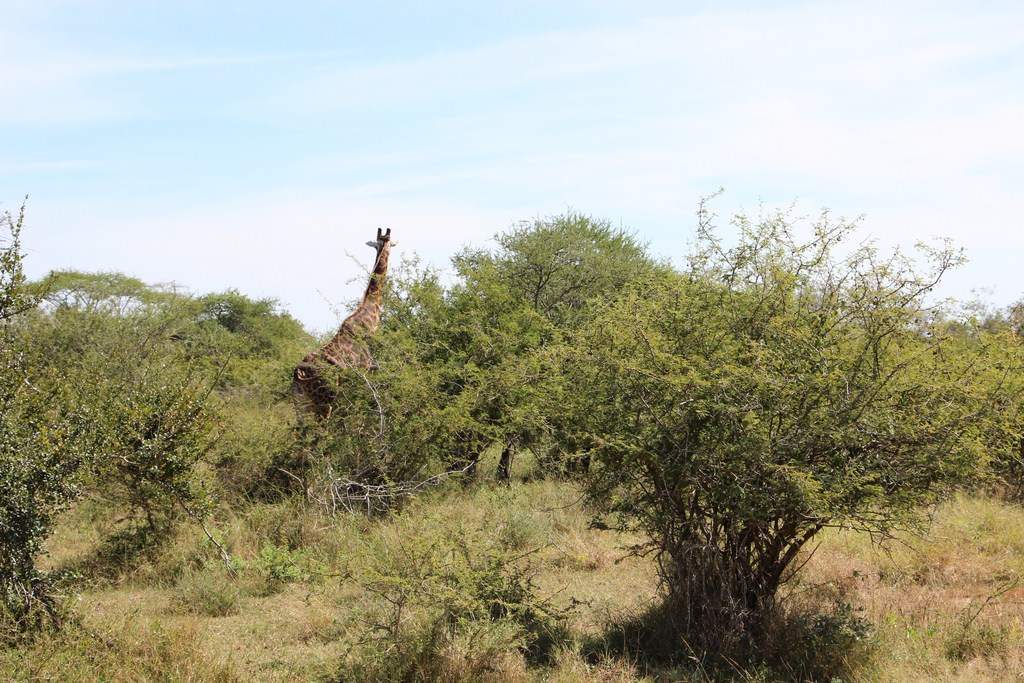 ai909.photobucket.com_albums_ac300_ploferreira_Kruger_202014_Report12.jpg