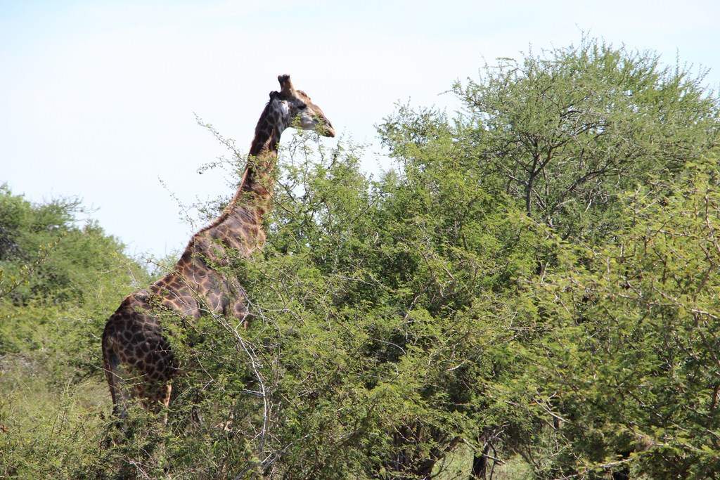 ai909.photobucket.com_albums_ac300_ploferreira_Kruger_202014_Report13.jpg