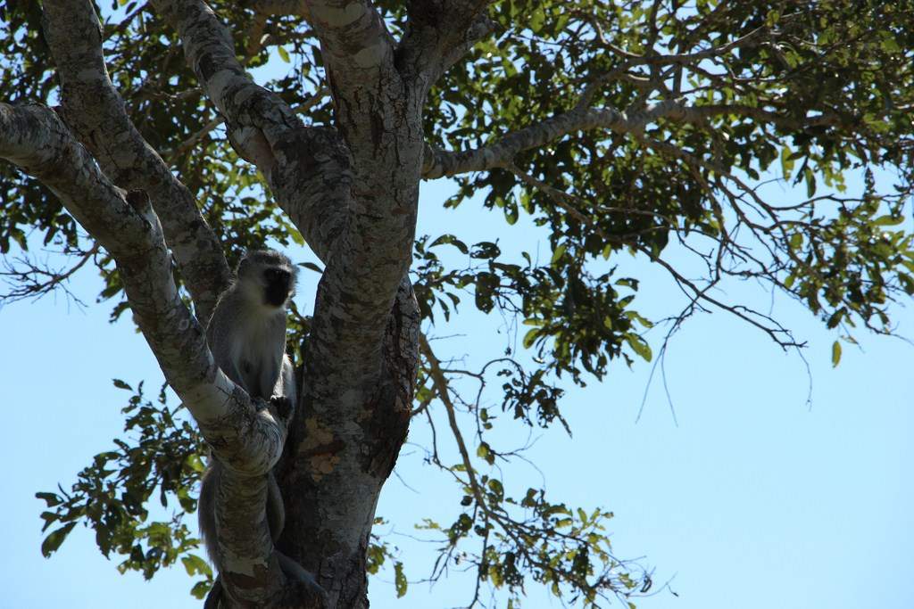 ai909.photobucket.com_albums_ac300_ploferreira_Kruger_202014_Report15.jpg