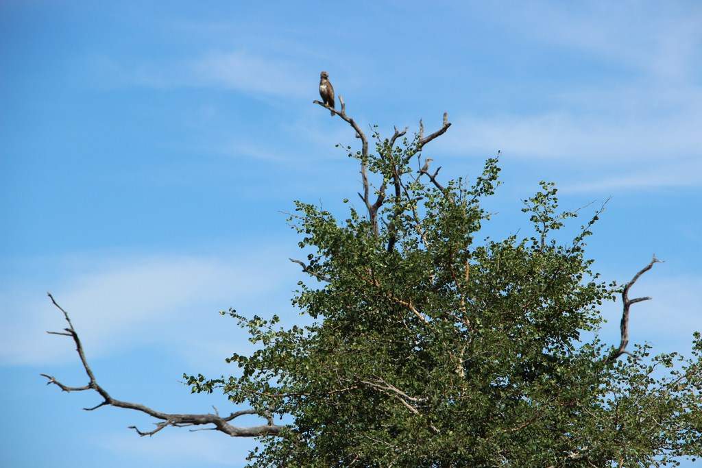 ai909.photobucket.com_albums_ac300_ploferreira_Kruger_202014_Report17.jpg