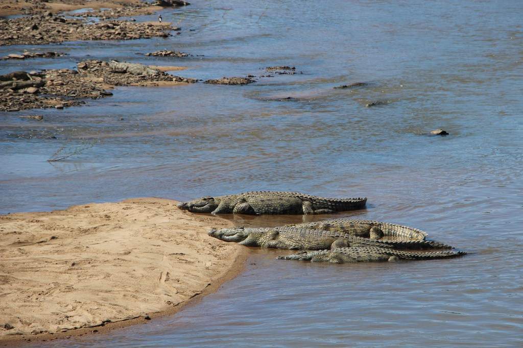 ai909.photobucket.com_albums_ac300_ploferreira_Kruger_202014_Report20.jpg