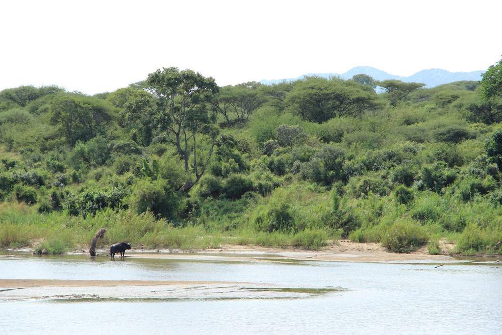 ai909.photobucket.com_albums_ac300_ploferreira_Kruger_202014_Report28.jpg