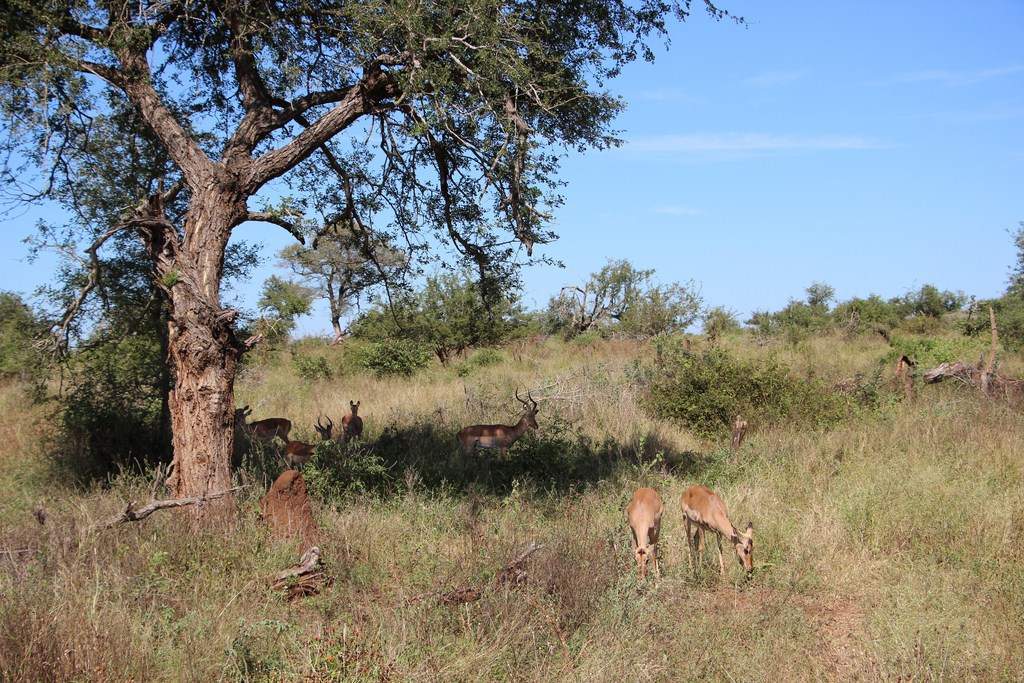 ai909.photobucket.com_albums_ac300_ploferreira_Kruger_202014_Report3.jpg