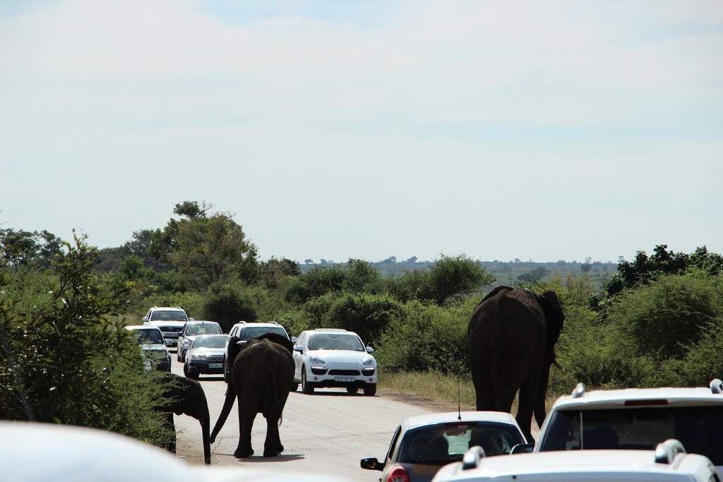 ai909.photobucket.com_albums_ac300_ploferreira_Kruger_202014_Report30.jpg