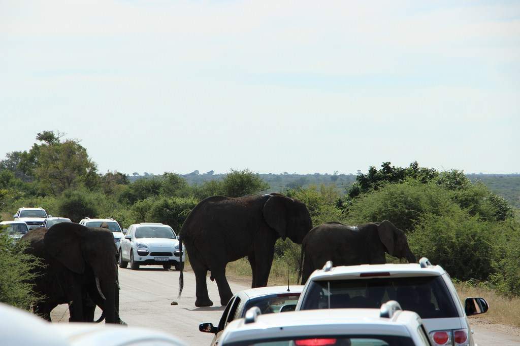 ai909.photobucket.com_albums_ac300_ploferreira_Kruger_202014_Report31.jpg