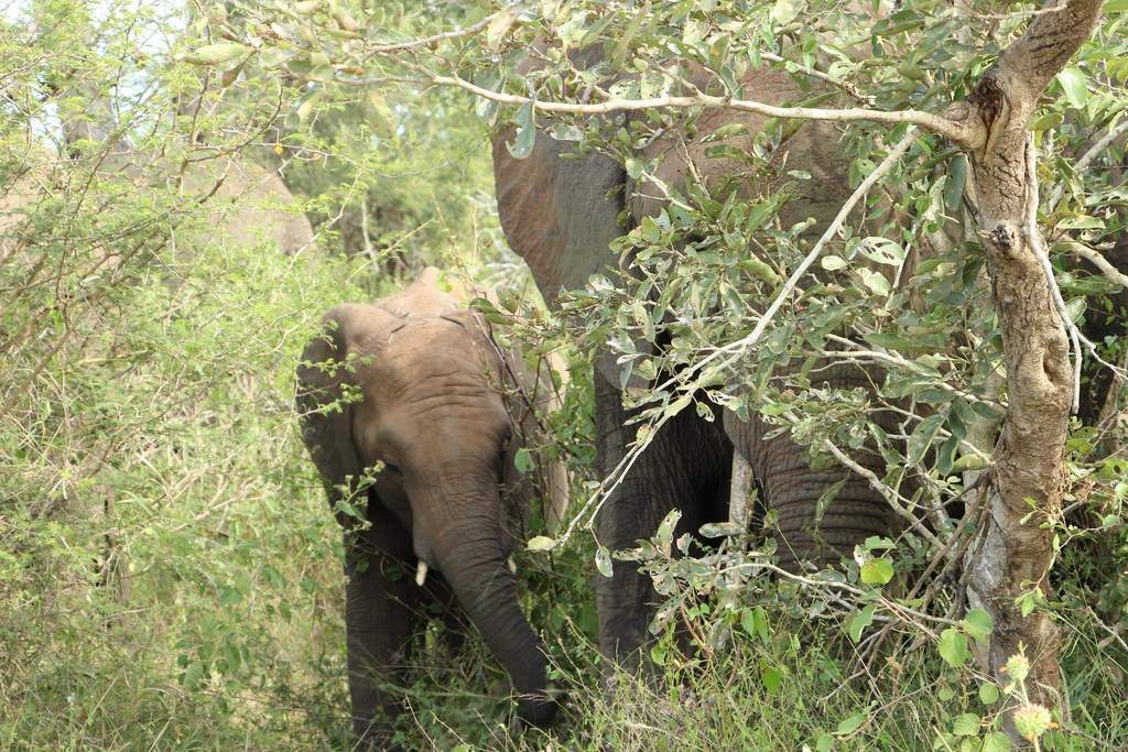 ai909.photobucket.com_albums_ac300_ploferreira_Kruger_202014_Report32.jpg