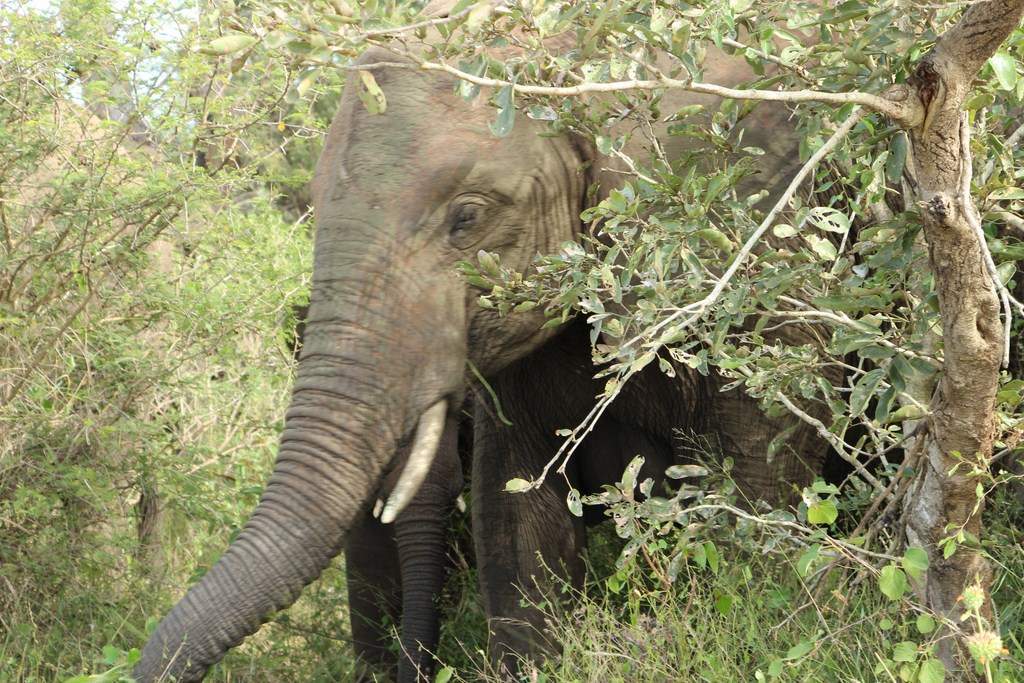 ai909.photobucket.com_albums_ac300_ploferreira_Kruger_202014_Report33.jpg