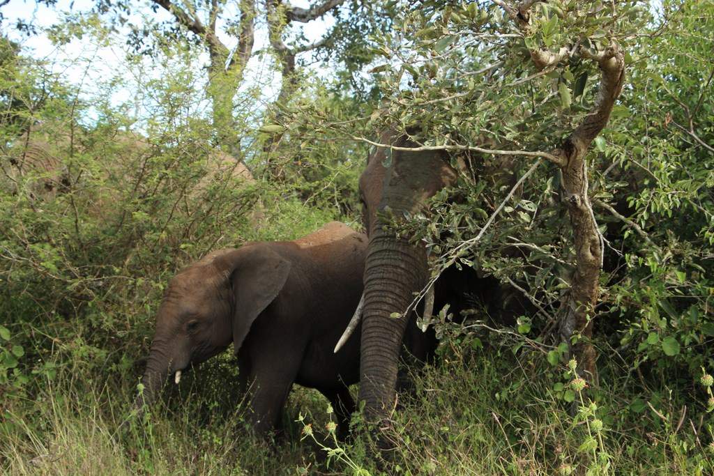 ai909.photobucket.com_albums_ac300_ploferreira_Kruger_202014_Report35.jpg