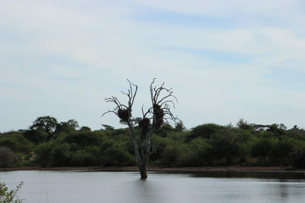 ai909.photobucket.com_albums_ac300_ploferreira_Kruger_202014_Report37.jpg