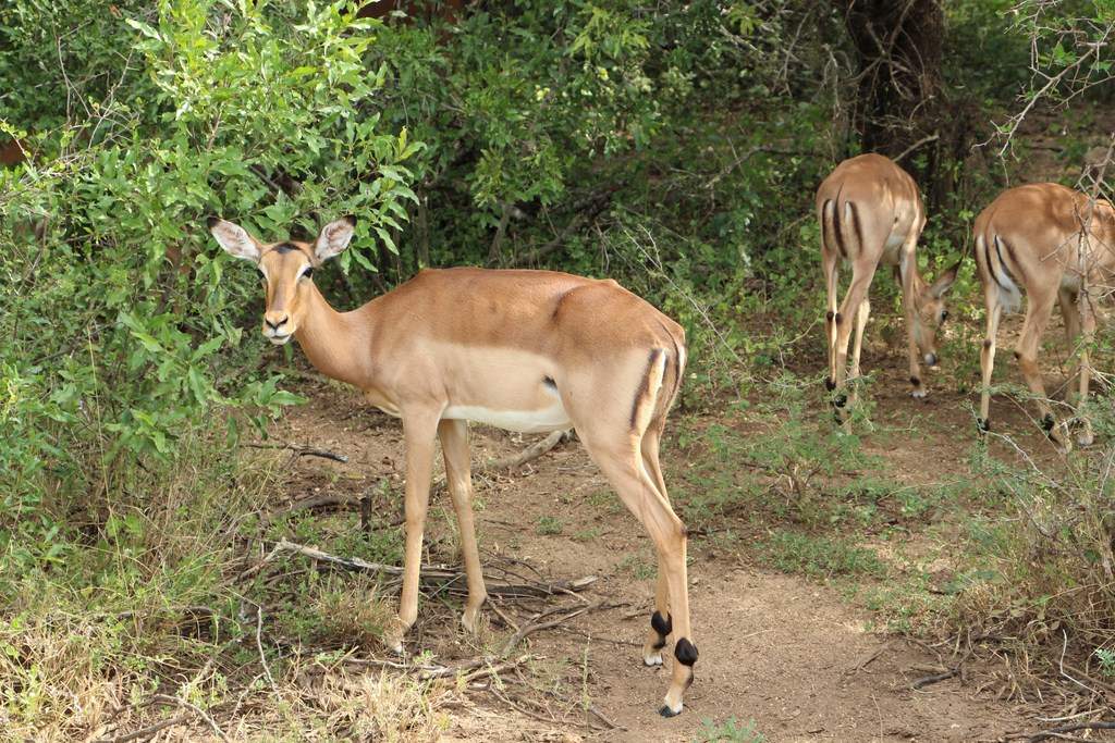 ai909.photobucket.com_albums_ac300_ploferreira_Kruger_202014_Report38.jpg