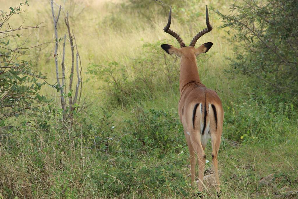ai909.photobucket.com_albums_ac300_ploferreira_Kruger_202014_Report39.jpg