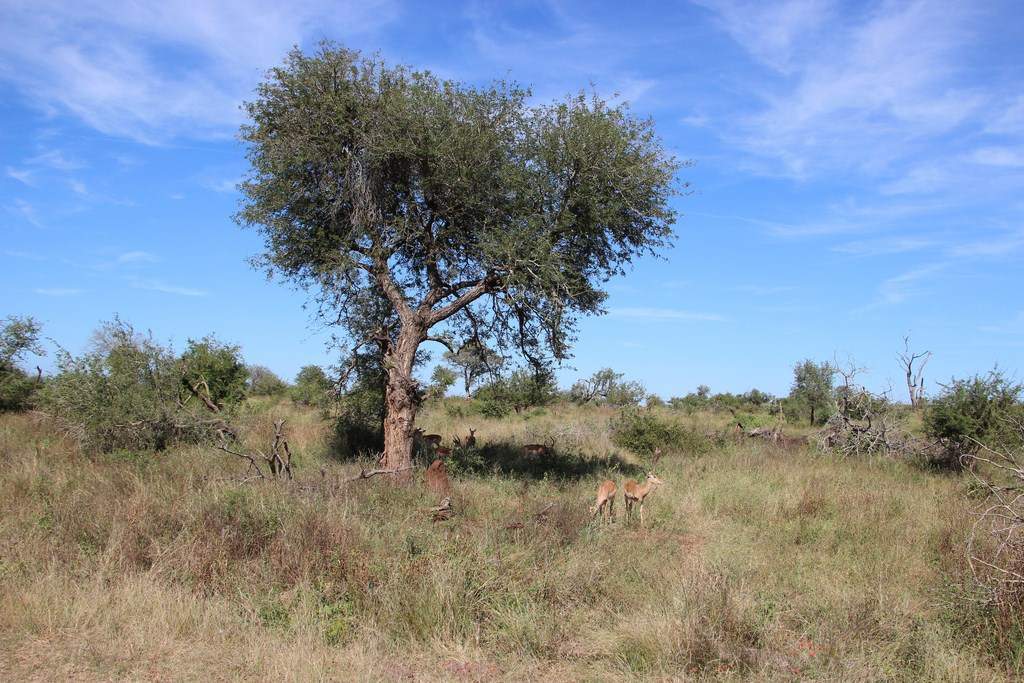 ai909.photobucket.com_albums_ac300_ploferreira_Kruger_202014_Report4.jpg