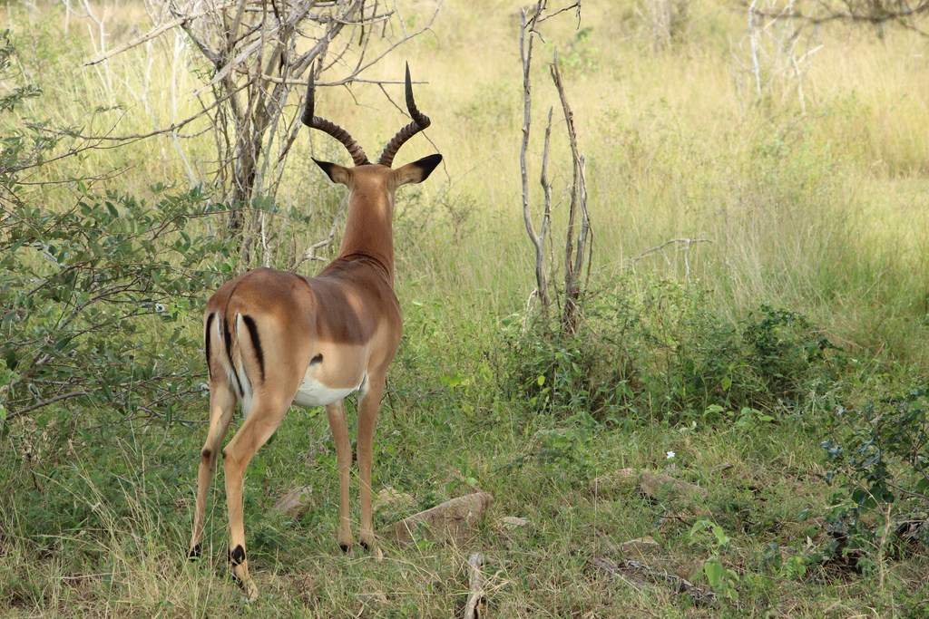 ai909.photobucket.com_albums_ac300_ploferreira_Kruger_202014_Report40.jpg