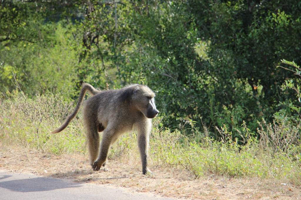 ai909.photobucket.com_albums_ac300_ploferreira_Kruger_202014_Report41.jpg
