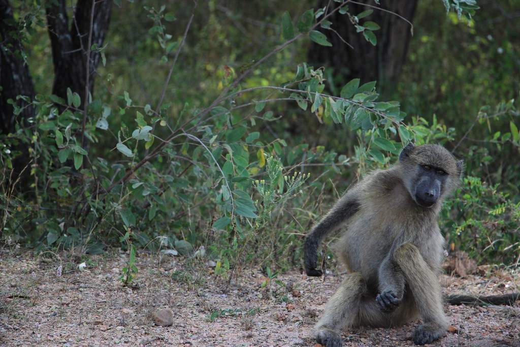 ai909.photobucket.com_albums_ac300_ploferreira_Kruger_202014_Report42.jpg