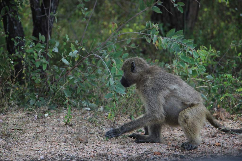 ai909.photobucket.com_albums_ac300_ploferreira_Kruger_202014_Report43.jpg