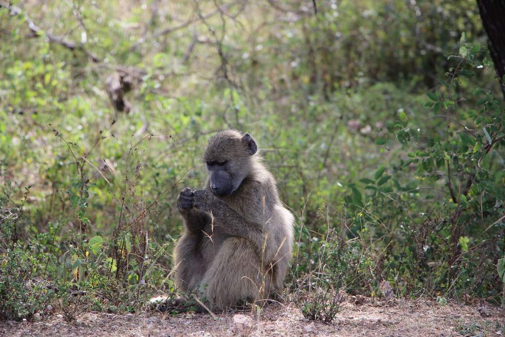 ai909.photobucket.com_albums_ac300_ploferreira_Kruger_202014_Report44.jpg