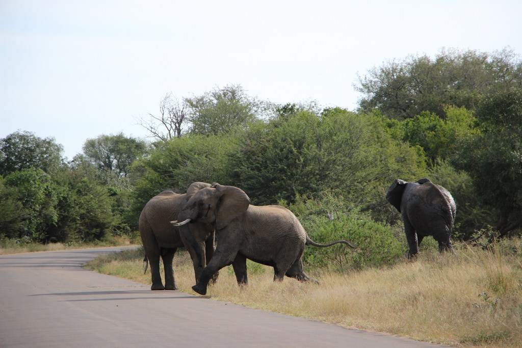 ai909.photobucket.com_albums_ac300_ploferreira_Kruger_202014_Report45.jpg