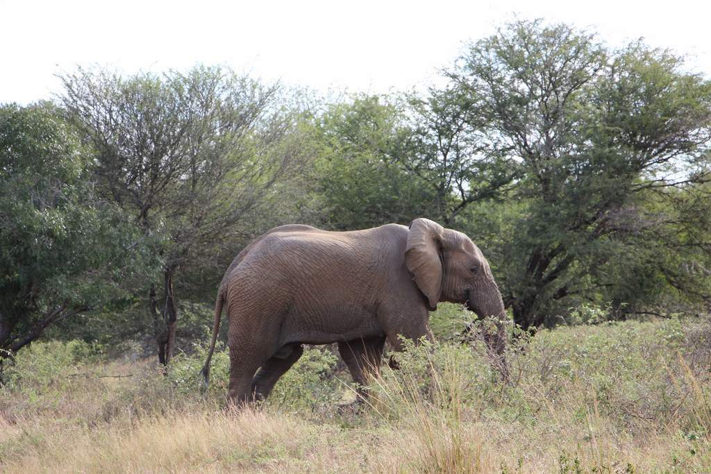 ai909.photobucket.com_albums_ac300_ploferreira_Kruger_202014_Report46.jpg