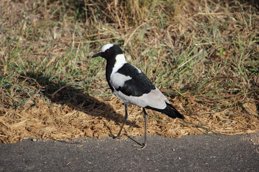 ai909.photobucket.com_albums_ac300_ploferreira_Kruger_202014_Report47.jpg