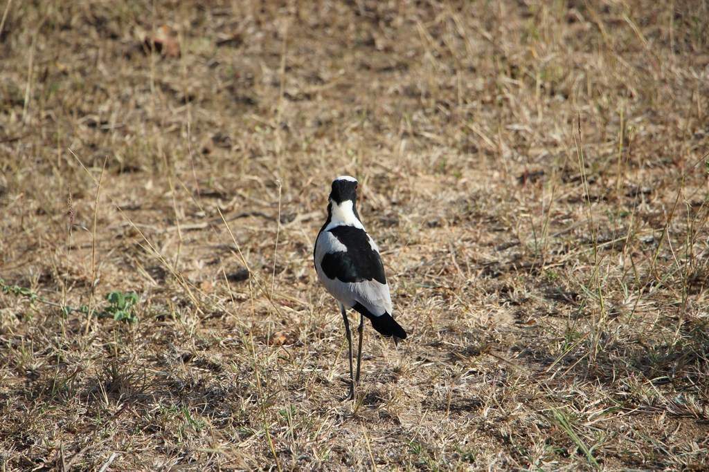 ai909.photobucket.com_albums_ac300_ploferreira_Kruger_202014_Report48.jpg
