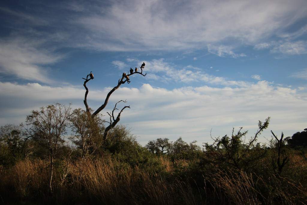 ai909.photobucket.com_albums_ac300_ploferreira_Kruger_202014_Report56.jpg