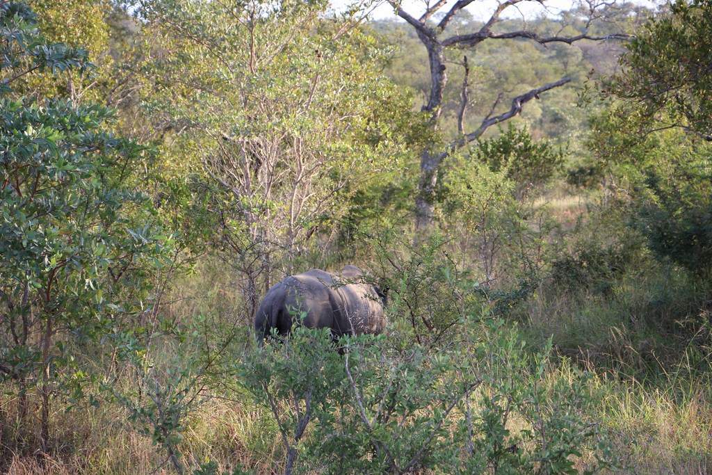 ai909.photobucket.com_albums_ac300_ploferreira_Kruger_202014_Report57.jpg